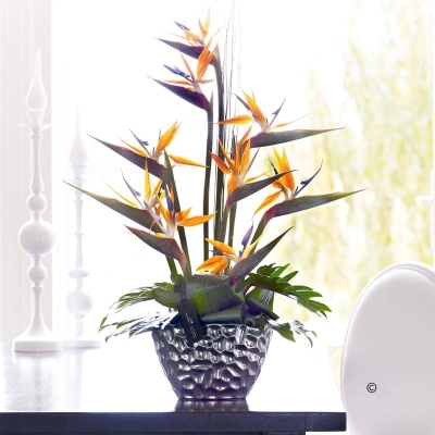 Luxury Strelitzia Arrangement